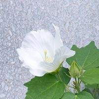 フヨウ,フヨウ,散歩の写真の画像