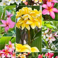 プルメリア,実生,挿し木,種から,花のある暮らしの画像