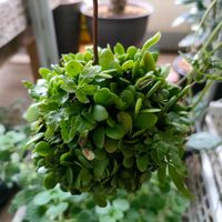 マメヅタ,苔玉,ベランダー,ベランダの画像