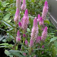 寄せ植え,モフモフ,ピンクのお花,おうちの庭,可愛い~(⁠*⁠˘⁠︶⁠˘⁠*⁠)⁠の画像