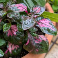 斑入り,寄せ植え,ステキな葉っぱ,おうちの庭,地味カラーの画像