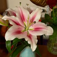 カサブランカ,カサブランカ,白い花,大輪,Yks_gardenの画像