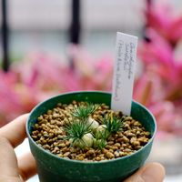 オーニソガラム,オーニソガラム・サルディエニー,ドリナリア  リギデュラ  ホワイティ,ポタンギス ダクティロセラス,着生シダの画像