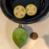 フェイジョア,果実,ガーデニング,果樹,家庭果樹の画像