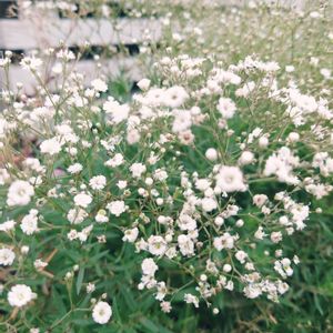 宿根草,宿根カスミソウ・サマースパークレス,花壇,初秋,北海道の画像