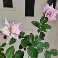 バラ　桜貝,玄関先の画像