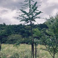 ユーカリ,ユーカリ  シネレア  (銀丸葉),地植え,植物,成長記録の画像
