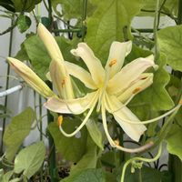 ニオイバンマツリ,ランタナ,リコリス,カラミンサ,ポリゴナム（ヒメツルソバ）の画像