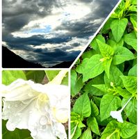 オシロイバナ,大根,白菜,朝6時30分の空,いつもありがとう♡の画像