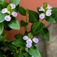 可憐,花のある暮らし,病気に強い,夏にも強い,おうち園芸の画像
