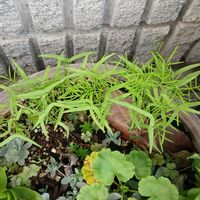 ルコウソウ,ガステリアの花,今日の愛犬,遅い種まきの画像