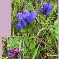 ウツボグサ,トリカブト,リンドウ,ヤマトリカブト,オヤマリンドウの画像
