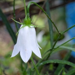 花のある暮らし,今日のお花,花いろいろ,おうち園芸,棚の画像