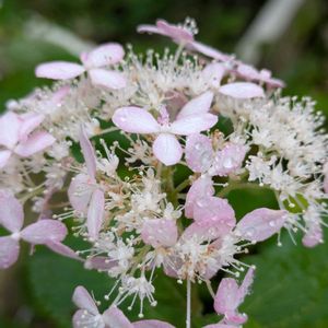 花のある暮らし,今日のお花,花いろいろ,おうち園芸,棚の画像