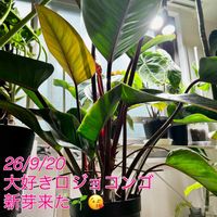 ハイビスカス,フィロデンドロン,フィロデンドロン ロジョコンゴ,フィロデンドロンロジョコンゴ,ワイルドの画像