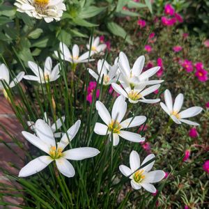 レインリリー,花壇,うちの庭,花壇・植え込み,広い庭の画像