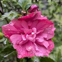 ムクゲ,公園,お散歩,花が好き,雨に輝くの画像