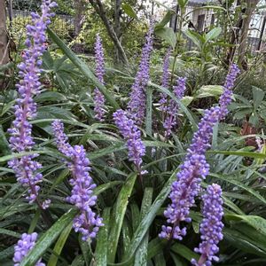 ヤブラン,コウシュンカズラ,みずひき,花壇,庭の画像
