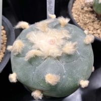 サボテン,翠冠玉,ロホホラ ディフューサ,ロホホラ,サボテンのある暮らしの画像