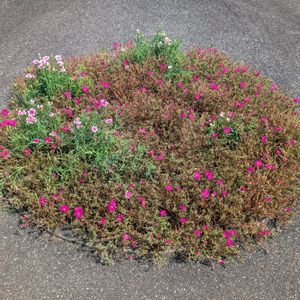 ナデシコ,松葉ボタン,花壇,うちの庭,花壇・植え込みの画像