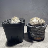 恵比寿笑い,パキポディウム ブレビカウレ,ぼくモル鉢,ぼくモル鉢,恵比寿笑い×恵比寿大黒の画像