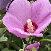 ムクゲ,花のある暮らし,緑のある暮らし,チーム長野,桃色百花繚乱の画像