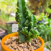 サボテン,セレウス,セレウス　パオリーナ,植物のある暮らし,サボテンのある暮らしの画像