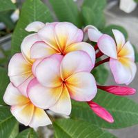 ハス,プルメリア,イボクサ,今日のお花の画像