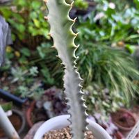 ユーフォルビア ホワイトゴースト,ユーフォルビア ホワイトゴースト,多肉植物,ユーフォルビア,植物のある暮らしの画像