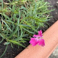 ナデシコの画像