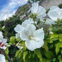 ムクゲ,お出かけの画像