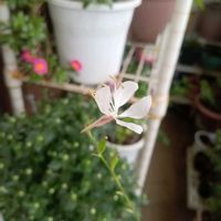 アンゲロニア,ガウラ,ポーチュラカ,挿し穂,挿し芽の画像