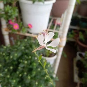 アンゲロニア,ガウラ,ポーチュラカ,挿し穂,挿し芽の画像