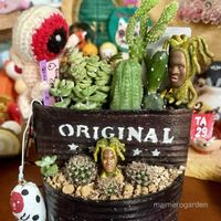 サボテン,バニーカクタス,墨こけし,短毛丸,寄せ植えの画像