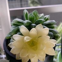 オブツーサ,ハオルチア,多肉植物,斑入り見つけ隊♪の画像