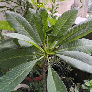ベランダの画像