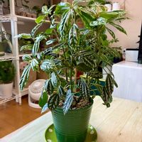 ピレア,観葉植物,インテリアグリーン,緑は癒し,リビング・ダイニングの画像