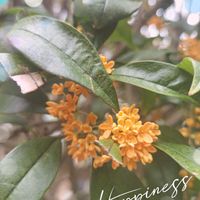 キンモクセイ,バラと夢CLUB,ひやみかち首里城！,日曜にこにこ猫目線,日曜ビタミンカラー♪の画像