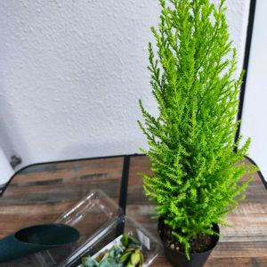ゴールドクレスト,ゴールドクレスト,多肉植物カット苗,多肉植物,おうち園芸の画像