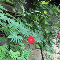 ローゼル,タンポポの綿毛,お出掛け先,ルコウソウ♡,病気に負けない心の画像
