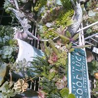 ヤブラン,斑入りヤブラン,グリーンアイス,ミニバラ・グリーンアイス,多肉植物の画像