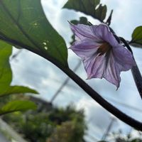 落花生,茄子の画像