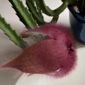 テラスの画像