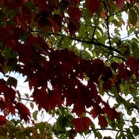 カエデ,カツラ,北海道,シルバーウィーク,札幌からの画像
