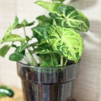シンゴニウム,観葉植物の画像