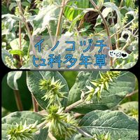 シャリンバイ,ニラ,青ジソ,イノコヅチ,斑入りツルニチソウの画像