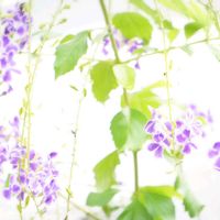 デュランタ,ミラーレス一眼,紫の夜を越えて,スピッツで楽しもう♪,今日も今日とて‪ෆ  ̖́-‬の画像