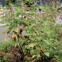 オオケタデ,一年草,タデ科,植栽,帰化植物の画像