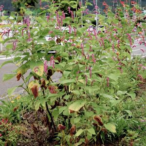 オオケタデ,一年草,タデ科,植栽,帰化植物の画像