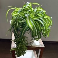 オリヅルラン,オリヅルラン ボニー,葉っぱ,はっぱ,癒しのひと時の画像